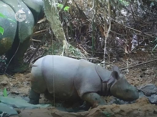 Temuan Terbaru di Taman Nasional Ujung Kulon: Kabar Gembira Kelahiran Anak Badak Jawa