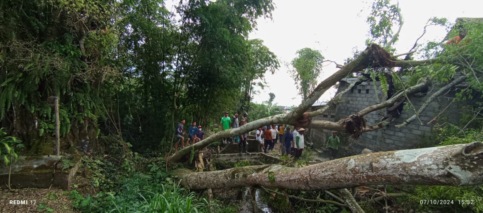 Pohon Beringin Raksasa Tumbang Timpa Empat Rumah di Damarkasian, Wonosobo