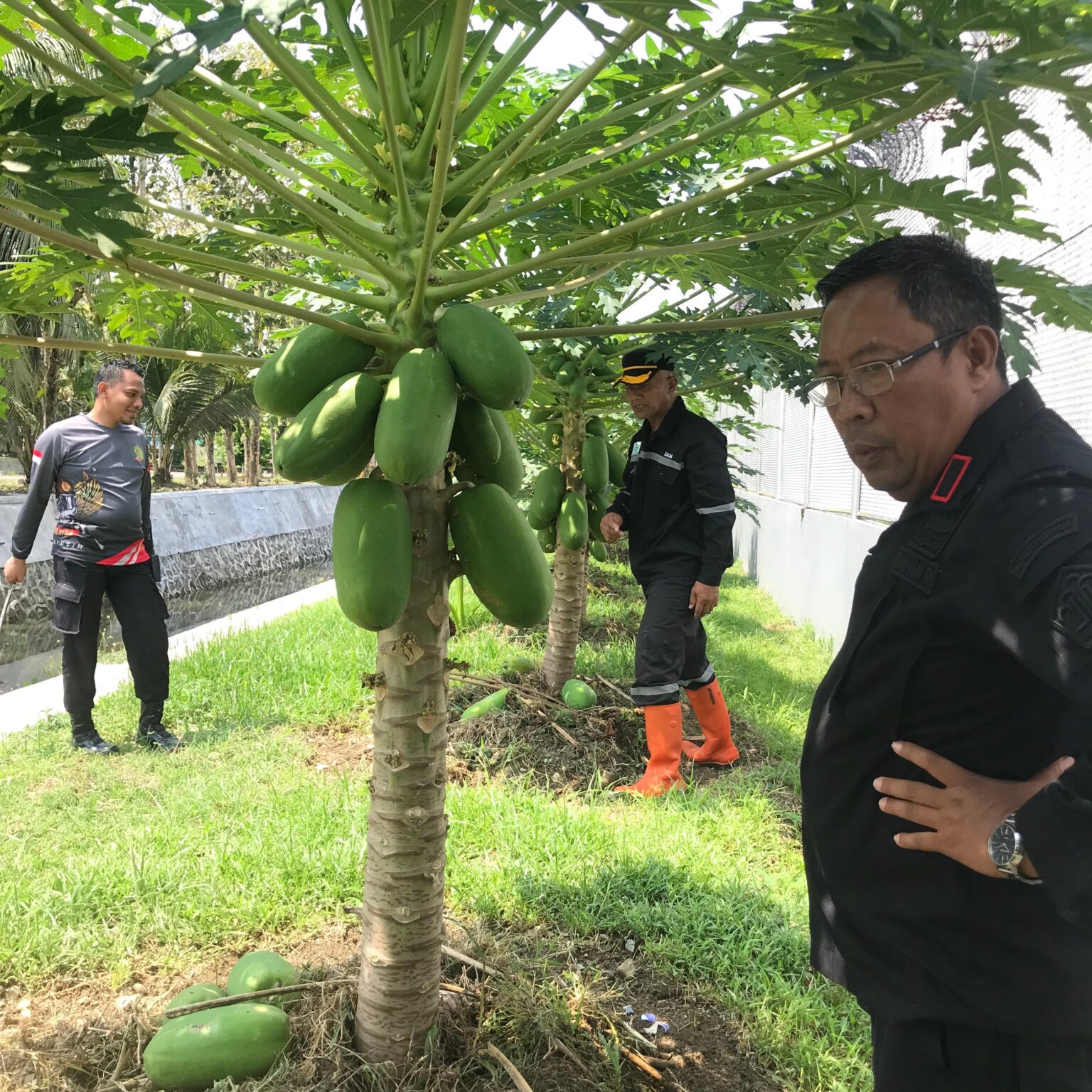 Tanaman pangan Lapas Pasir Putih