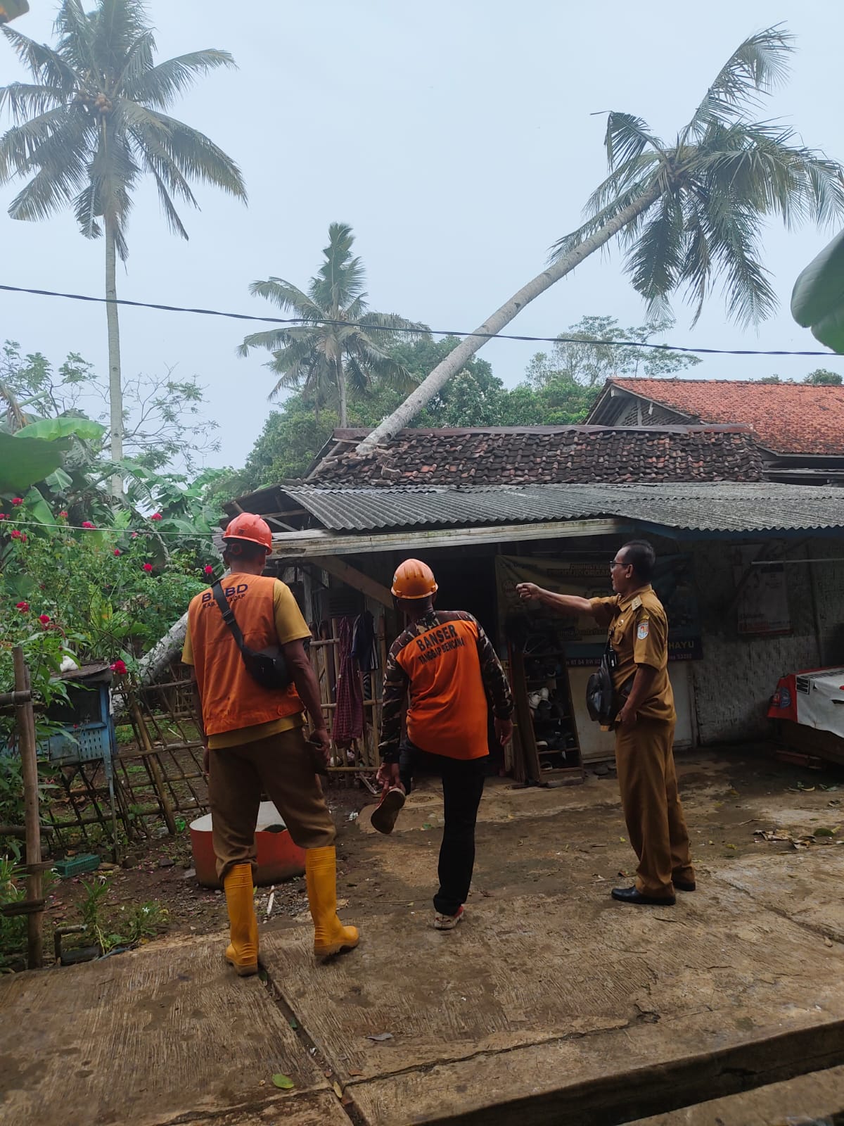 Pohon Kelapa Tumbang Timpa Rumah Warga di Desa Pekuncen, Cilacap