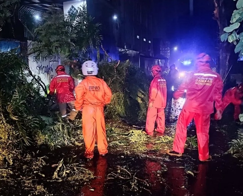 Hujan Deras dan Angin Kencang Sebabkan Pohon Tumbang di Wonosobo, Akses Transportasi dan Listrik Terputus