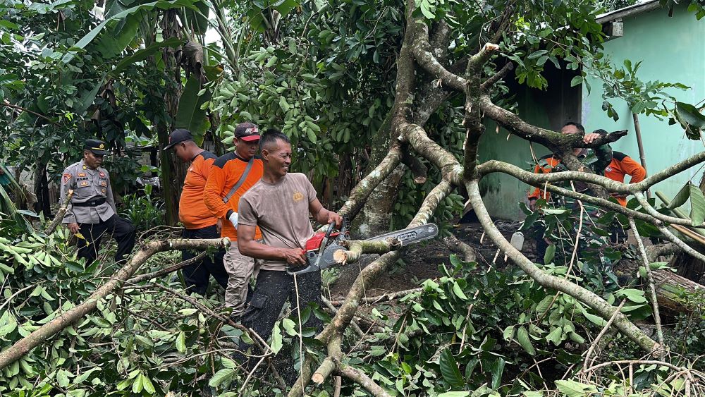 hujan deras pohon tumbang