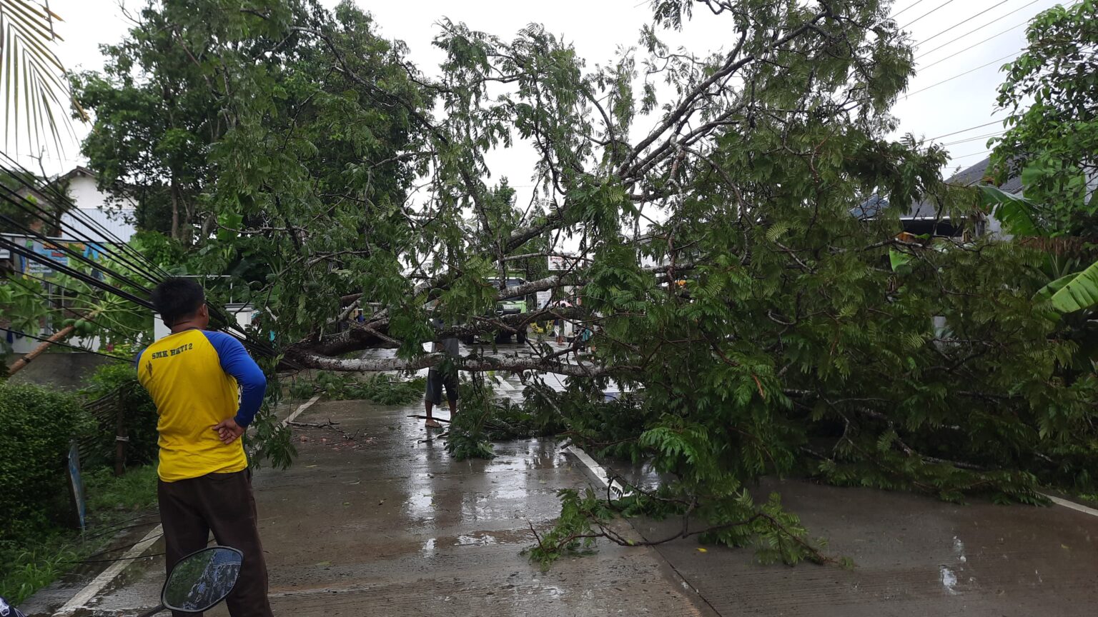 Hujan Deras dan Angin Kencang Melanda Kroya, Pohon Tumbang Menutup Jalan Raya