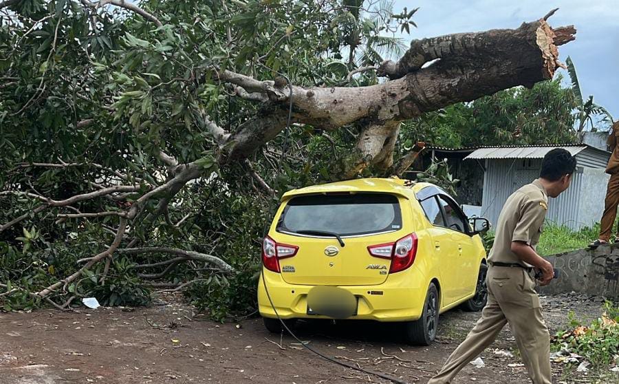 Mobil-Ayla-kuning-tertimpa-pohon