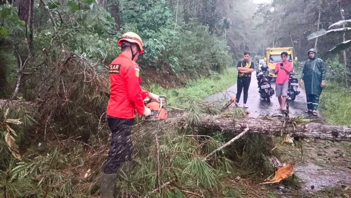 Pohon Tumbang Tutup Jalan Utama Kaliwiro-Lamuk, Lalu Lintas Sempat Terhenti