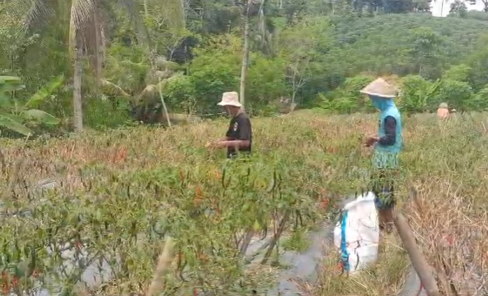 Harga Cabai di Banjarnegara Melonjak, Petani Alami Gagal Panen Akibat Cuaca Buruk