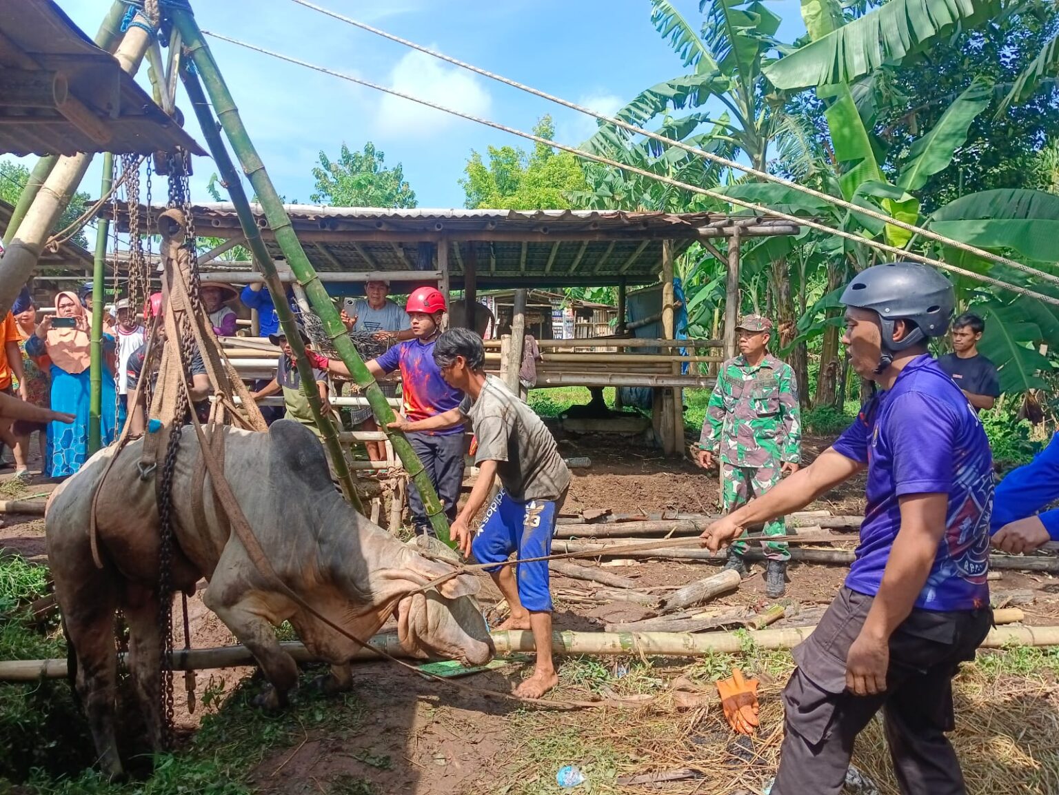 Pemadam Kebakaran Banyumas Evakuasi Sapi 400 Kg yang Jatuh ke Sumur