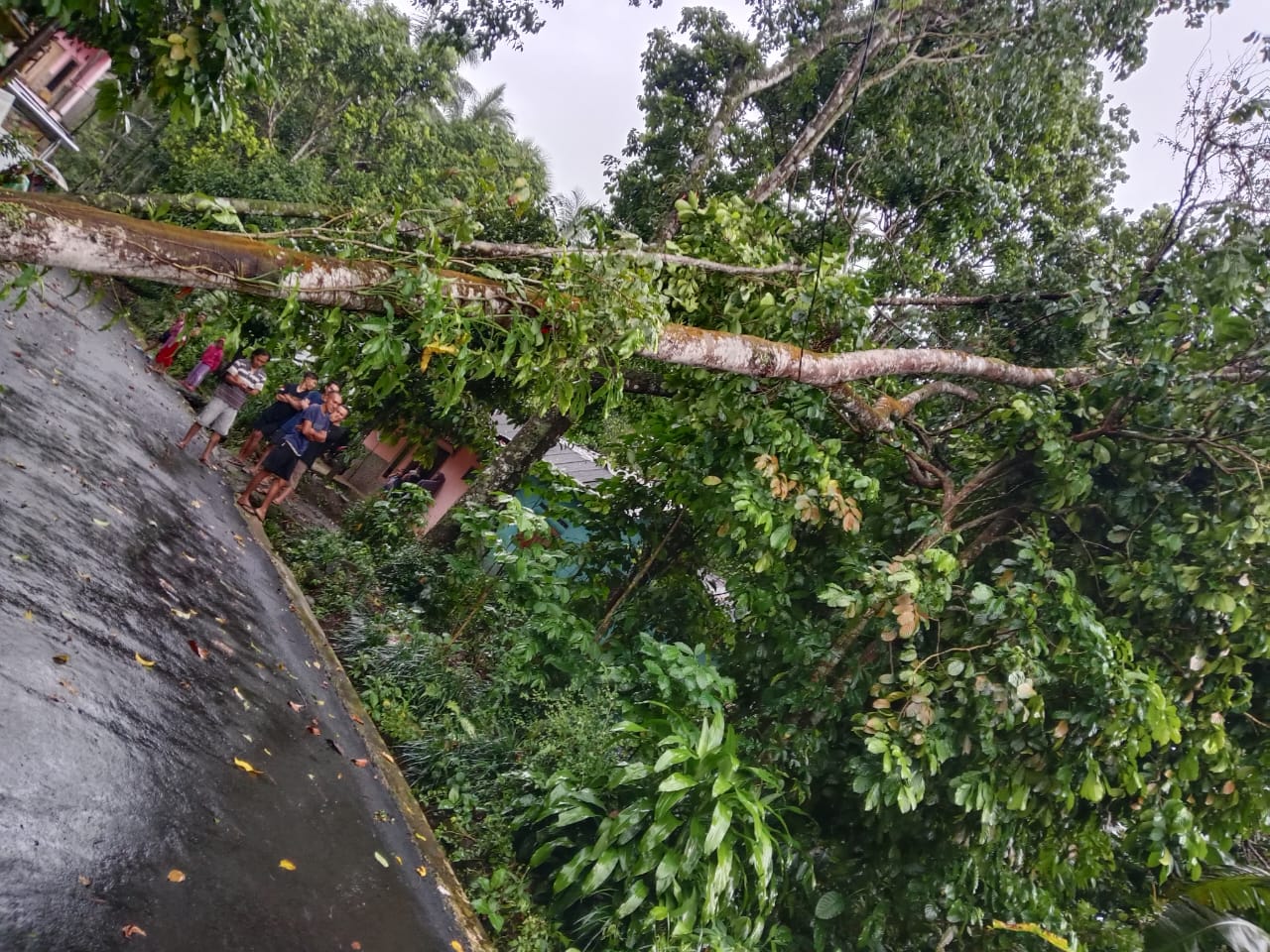 Hujan Deras dan Angin Kencang Terjang Purbalingga, Sejumlah Pohon Tumbang dan Rumah Terdampak