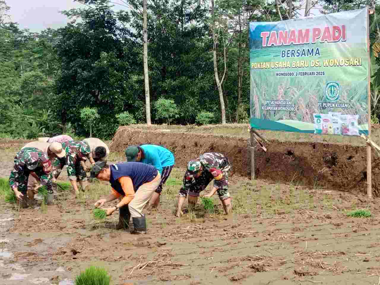 Koramil 01/Wonosobo Bersama Kelompok Tani Usaha Baru Tanam Padi Demi Swasembada Pangan