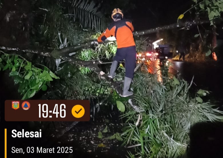 Pohon Tumbang di Jalan Dieng KM 10, BPBD Wonosobo Lakukan Evakuasi Cepat