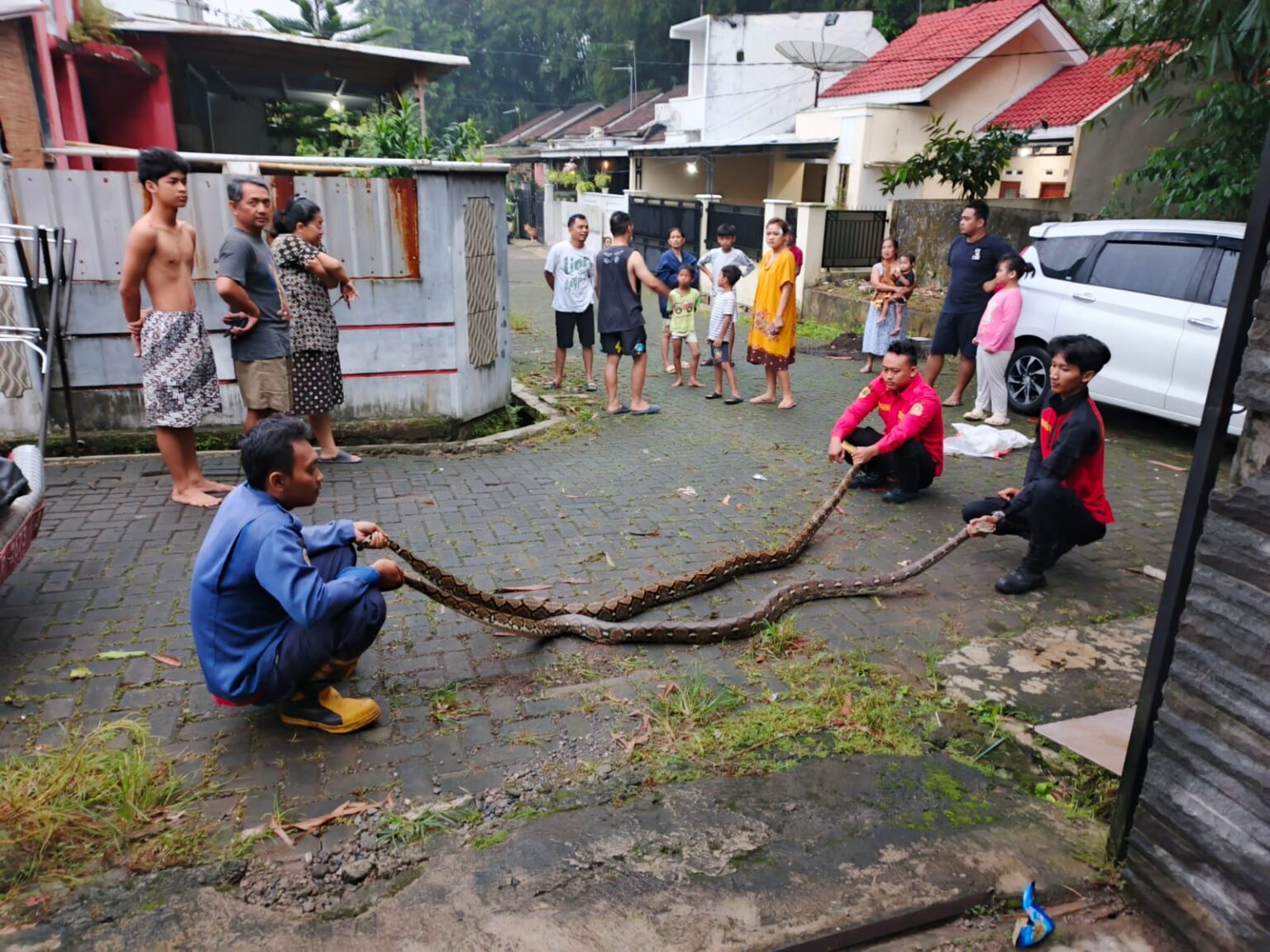 Damkar Banyumas Evakuasi Sepasang Ular Sanca dari Plafon Rumah Warga di Purwokerto Selatan