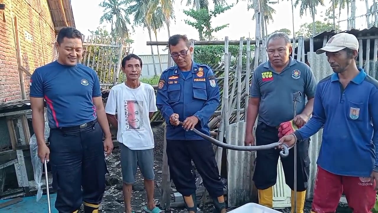 Evakuasi Ular Kobra Jawa 1,5 Meter di Dapur Warga, Tim Damkar Cilacap Bergerak Cepat