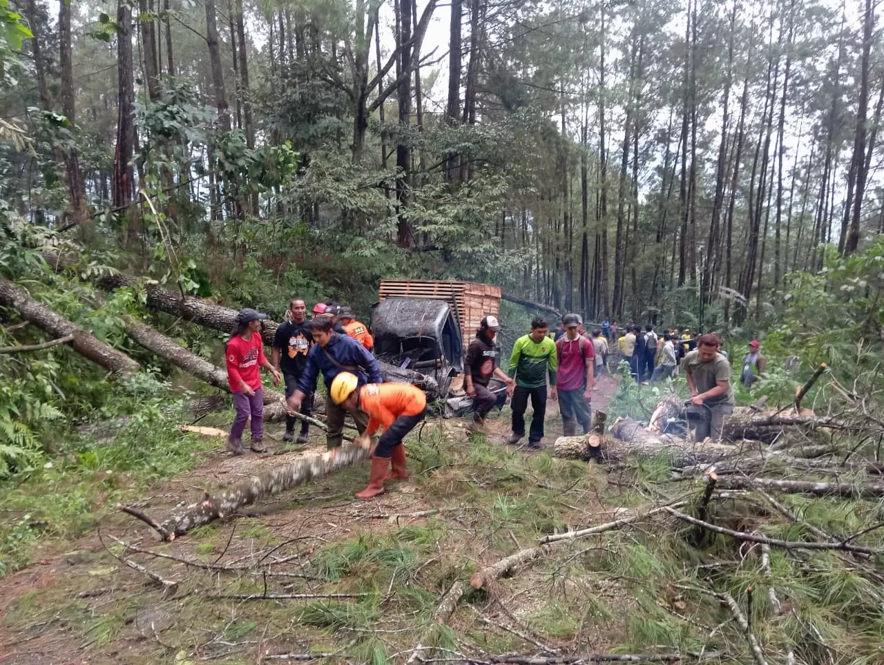 Bencana Angin Kencang di Kaliwiro: Puluhan Pinus Roboh Tutup Total Jalan, Mobil Pikap Ringsek