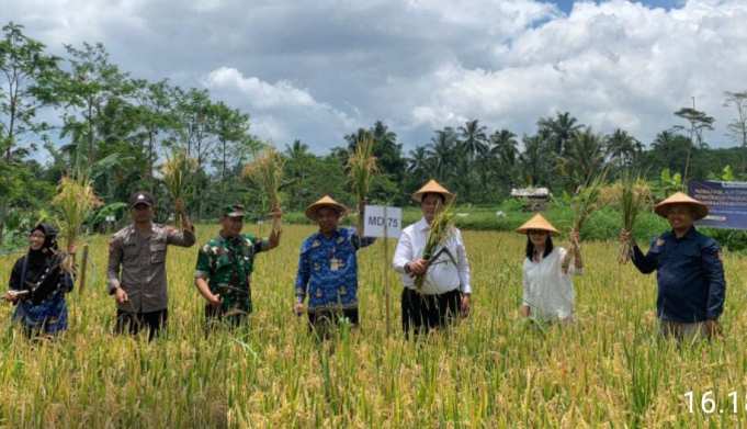 Desa Talunombo Dorong Kemandirian Pangan Lewat Program Desa Mandiri Bibit Padi